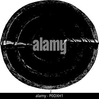 . Inglese: Fleuron dal libro: un trattato su antiche armature e armi, illustrato da piastre preso dalla corazza originale nella Torre di Londra e altri arsenali, musei e armadi. Da Francis Grose, Esq. F. A. S. 233 una dissertazione su antiche armature e armi Fleuron T083280-49 Foto Stock