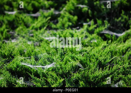 Una comune bussola di ginepro (Juniperus communis) coperto in molte ragnatele, spider web. Foto Stock