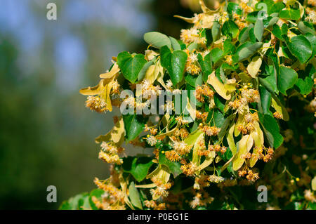 Tiglio (Tilia europaea, Tilia cordata, piccolo-lasciava in calce, occasionalmente littleleaf linden o piccolo-lasciava in linden) fiori nel ramo di albero Foto Stock