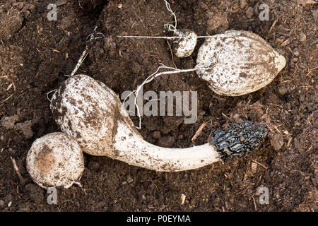 Stinkhorn fungo mushroom - phallus impudicus - scavato dal giardino scozzese, Scozia - fasi di sviluppo - comprese le uova e hyphae Foto Stock