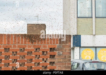 Uno sciame di api mellifere nel Frenchgate shopping center sul tetto Parco auto Foto Stock