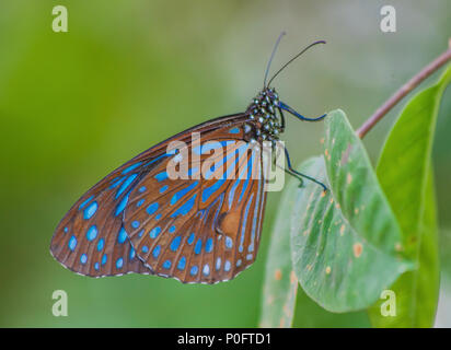 Georgetown, Malesia - la principale isola della Malesia, Penang è famosa per la sua fauna colorata, come il butteflies che potete trovare tutto Foto Stock