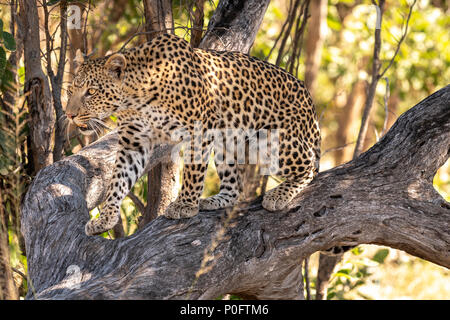 Femmina Naledi leopard in vumbera okavango delta botswana Foto Stock