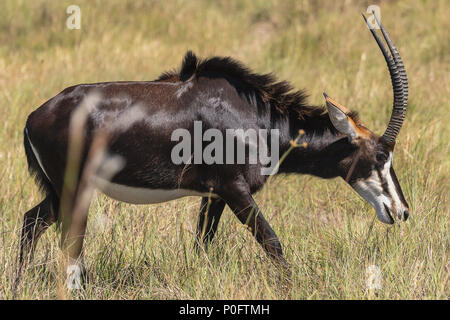 Sable Antelope in Vumbera, Okavango Delta Botswana Foto Stock