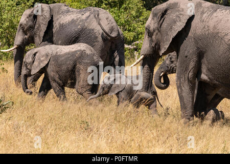 Sable Antelope in Vumbera, Okavango Delta Botswana Foto Stock