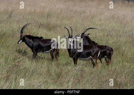 Sable Antelope in Vumbera, Okavango Delta Botswana Foto Stock