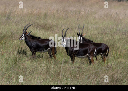 Tre Sable Antelope (Hippotragus niger) nella prateria in Vumbura Foto Stock