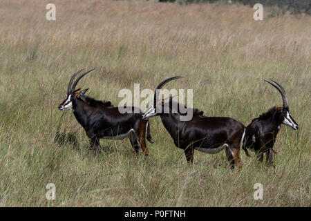 Sable Antelope in Vumbera, Okavango Delta Botswana Foto Stock