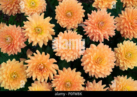 Dahlia 'Renato tosio' Fiori. Di medie dalie Decorative sul visualizzatore in corrispondenza di una mostra del fiore. Regno Unito Foto Stock