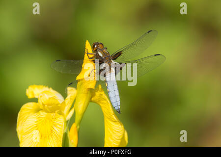 Libellula, ampia corposo chaser, Libellula depressa, maschio, bandiera gialla Iris, Iris pseudacorus, Sussex, Regno Unito, maggio, Foto Stock