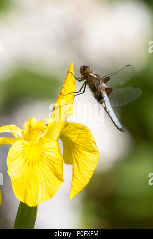 Libellula, ampia corposo chaser, Libellula depressa, maschio, bandiera gialla Iris, Iris pseudacorus, Sussex, Regno Unito, maggio, Foto Stock