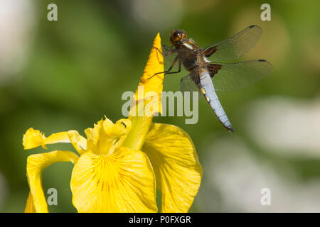 Libellula, ampia corposo chaser, Libellula depressa, maschio, bandiera gialla Iris, Iris pseudacorus, Sussex, Regno Unito, maggio, Foto Stock