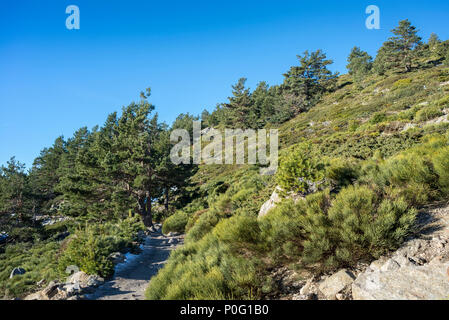 Gli scozzesi foresta di pini (Pinus sylvestris), e imbottito, sottobosco (Juniperus communis subsp. alpina e Cytisus oromediterraneus) Foto Stock