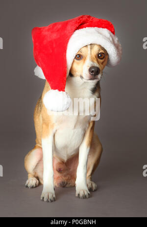 Cane misti con santa del cappello di Natale Foto Stock