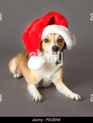 Cane misti in Natale con Babbo Natale hat Foto Stock