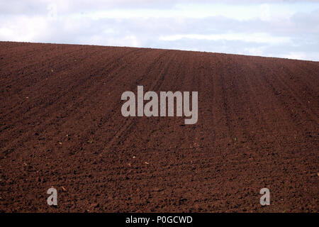 Campo Arato in Tasmania pronto per il raccolto di piantare, AUSTRALIA Foto Stock