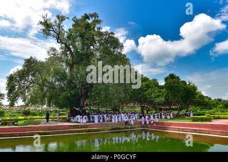 Bodhi Alberi a Lumbini, Nepal, Il luogo di nascita di Buddha Foto Stock