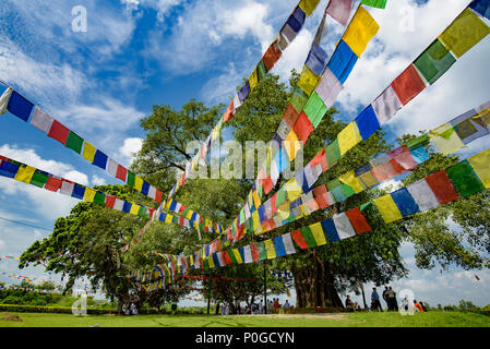 Bodhi Alberi a Lumbini, Nepal, Il luogo di nascita di Buddha Foto Stock