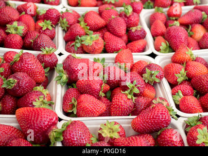 Mercato Agricolo il fresco cestini di fragole Foto Stock