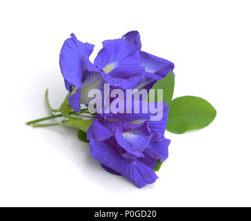 Clitoria ternatea o fiore Aparajita isolati su sfondo bianco Foto Stock