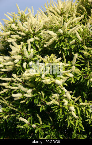 BUCKINGHAMIA CELSISSIMA (AVORIO CURL ALBERO) QUEENSLAND, Australia Foto Stock