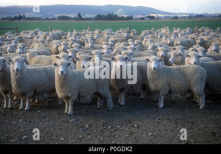 MANDRIA DI OVINI, NUOVA ZELANDA. Foto Stock