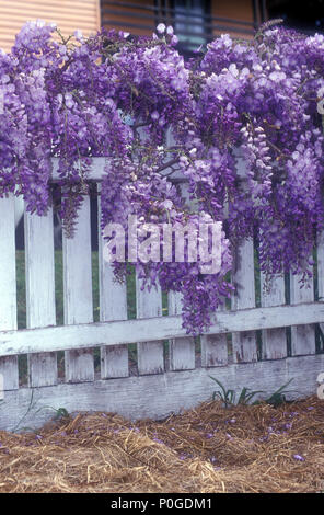 Il Glicine cresce su WHITE Picket Fence, strame di paglia in primo piano, Nuovo Galles del Sud, Australia Foto Stock