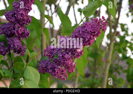 Viola di Syringa vulgaris pianta flowering all inizio di maggio Foto Stock