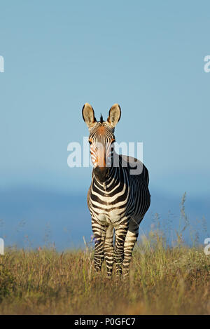 Cape mountain zebra (Equus zebra) nella prateria, Mountain Zebra National Park, Sud Africa Foto Stock