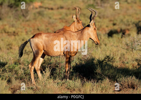 Un rosso hartebeest antilope (Alcelaphus buselaphus) in habitat naturale, Sud Africa Foto Stock