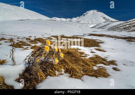 Il cardo selvatico nel paesaggio innevato Foto Stock