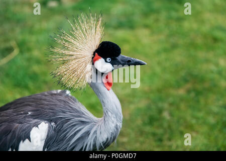 Vista in Grey Crowned Crane (Balearica regulorum) sullo stagno Foto Stock
