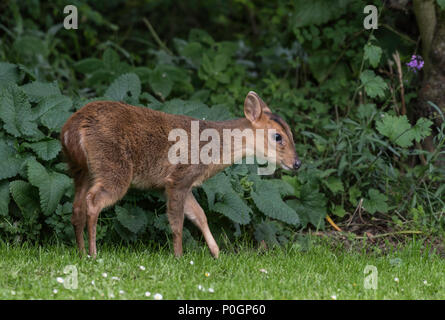 Giovani Reeves Muntjac Deer(Muntiacus reevesi) alimentazione in un giardino di Norfolk. Foto Stock