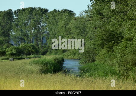 Foto di cicogna solitario in un campo Foto Stock