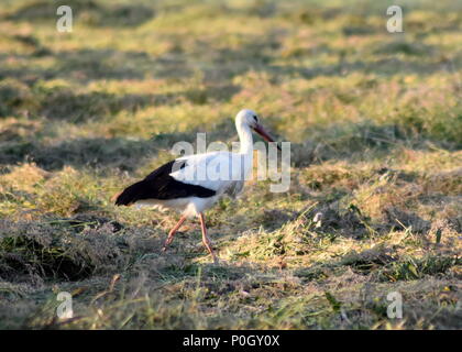 Foto di cicogna solitario in un campo Foto Stock