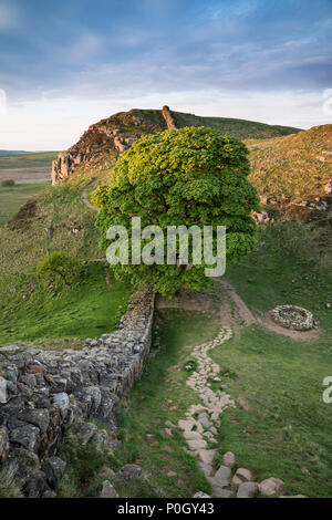 Lo straordinario paesaggio immagine del platano interstizio in corrispondenza del vallo di Adriano in Northumberland al tramonto con fantastiche tarda primavera luce Foto Stock