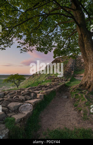 Lo straordinario paesaggio immagine del platano interstizio in corrispondenza del vallo di Adriano in Northumberland al tramonto con fantastiche tarda primavera luce Foto Stock