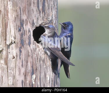 Viola di Nesting Martins Foto Stock