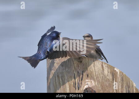 Viola di Nesting Martins Foto Stock