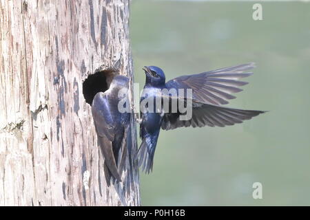 Viola di Nesting Martins Foto Stock