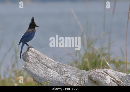 Appollaiato Steller Jay Foto Stock