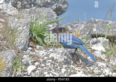 Appollaiato Steller Jay Foto Stock