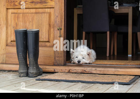 Senior West Highland White Terrier westie cane giacente sul tappetino cercando di aprire la porta dell'agriturismo - fotografato in Nuova Zelanda, NZ Foto Stock