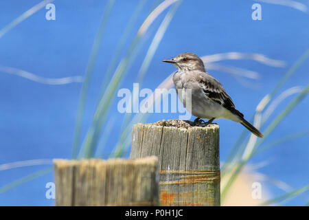 Fuscous flycatcher (Cnemotriccus fuscatus) seduti su un palo di legno a Montevideo, Uruguay Foto Stock