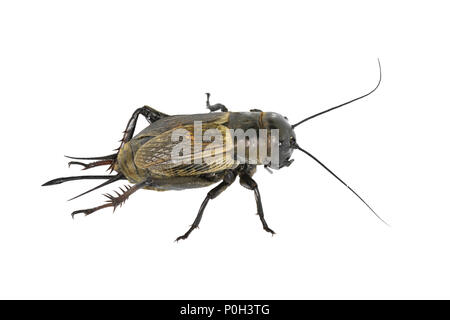 Campo Cricket - Gryllus campestris femmina Foto Stock