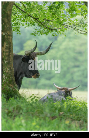 I diavoli del bestiame in una riserva naturale Foto Stock