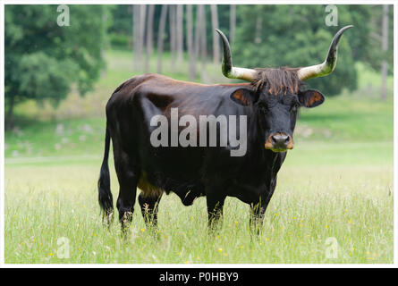I diavoli del bestiame in una riserva naturale Foto Stock