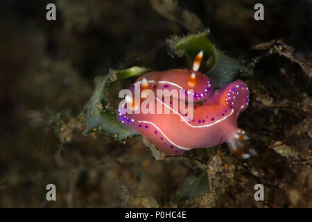 Nudibranch Thorunna australis. Storia d'amore. La foto è stata scattata in Anilao, Filippine Foto Stock