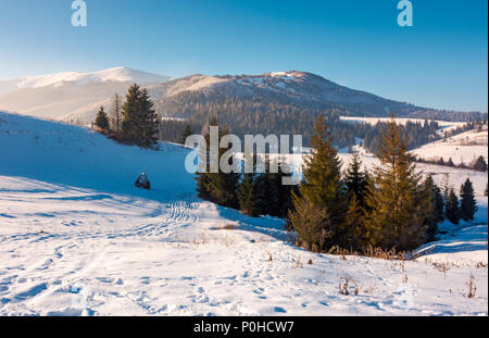 Abete rosso sul pendio nevoso. bella frosty giorno. borzhva montagna cresta in distanza. incantevole scenario dei Carpazi Foto Stock