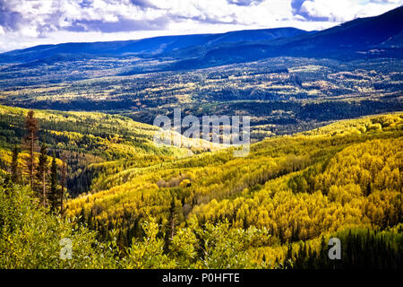 Un grande stand Aspen girando colore lungo Ohio Pass Road, Colorado. Foto Stock